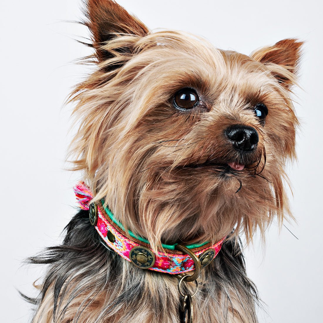 Exklusives Set: Boho rosa Halsband + Leine „Sugarbabe“ - Pfotenlieblinge