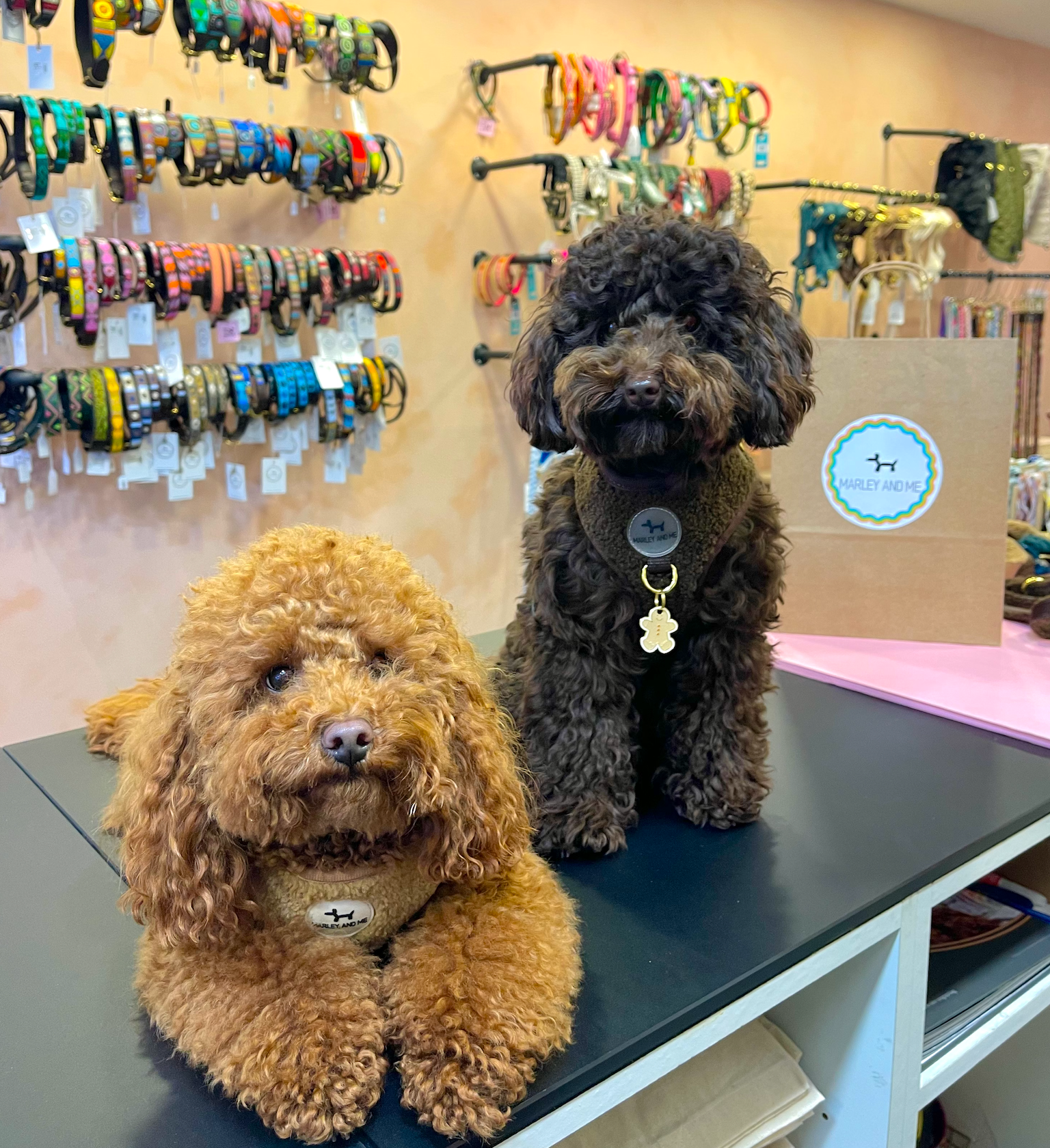 Teddy Hundegeschirr Coffee – weich &amp; verstellbar