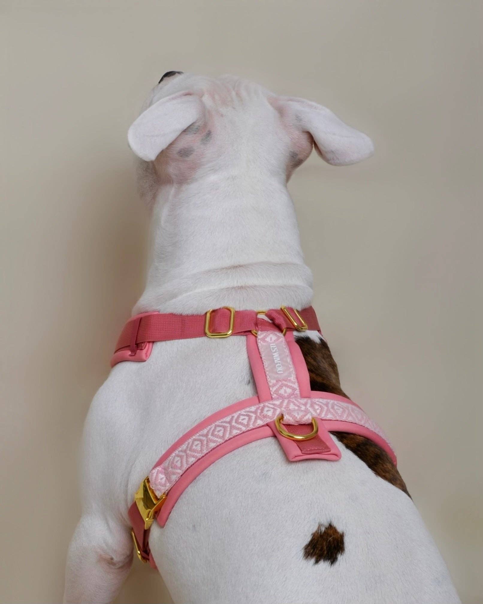 Premium Hundegeschirr Rose – Ultra weich &amp; gepolstert