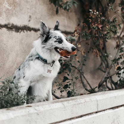 Zahnpflege Hundespielzeug aus Bio-Harz