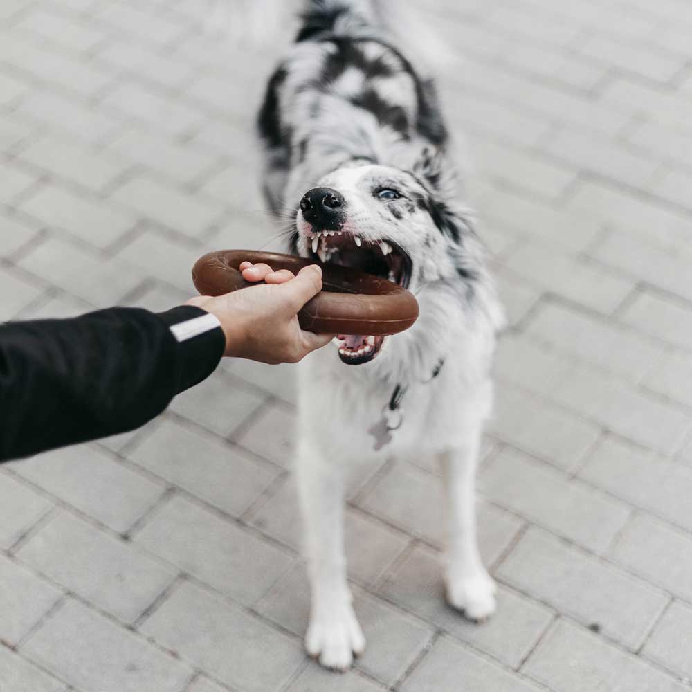 Rub Hundespielzeug aus natürlichem Bio-Harz