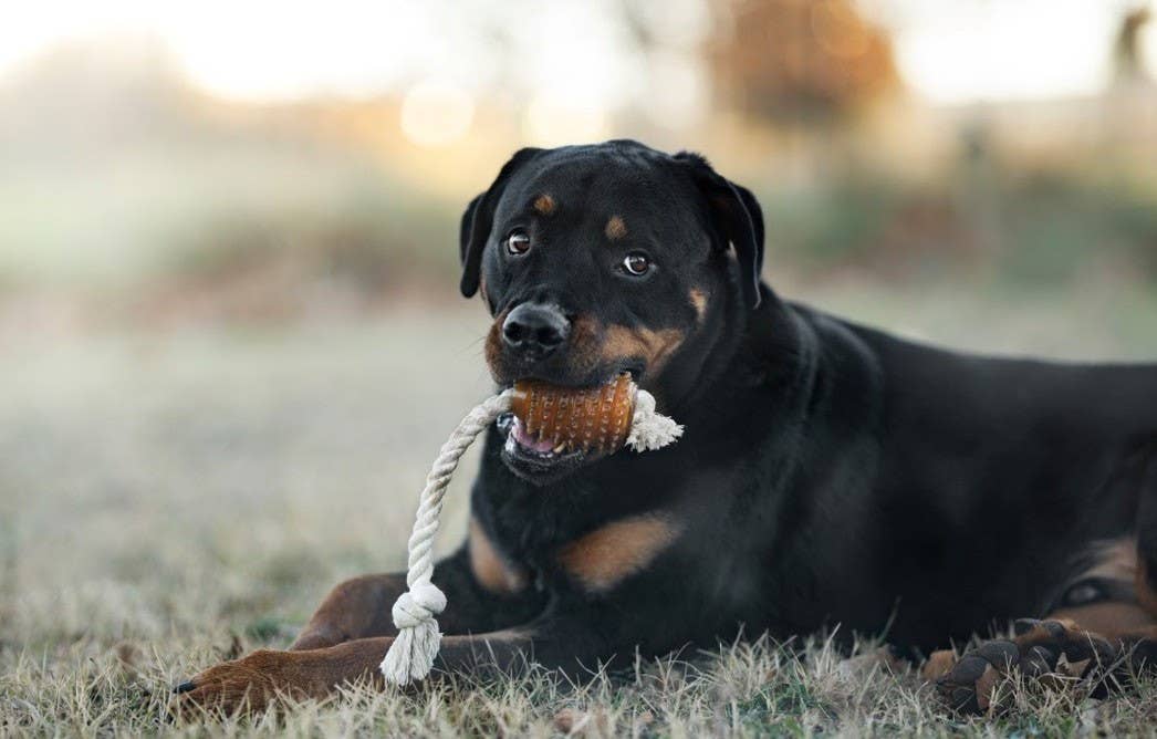 Rub Rugby Spike &amp; Rope Hundespielzeug - M