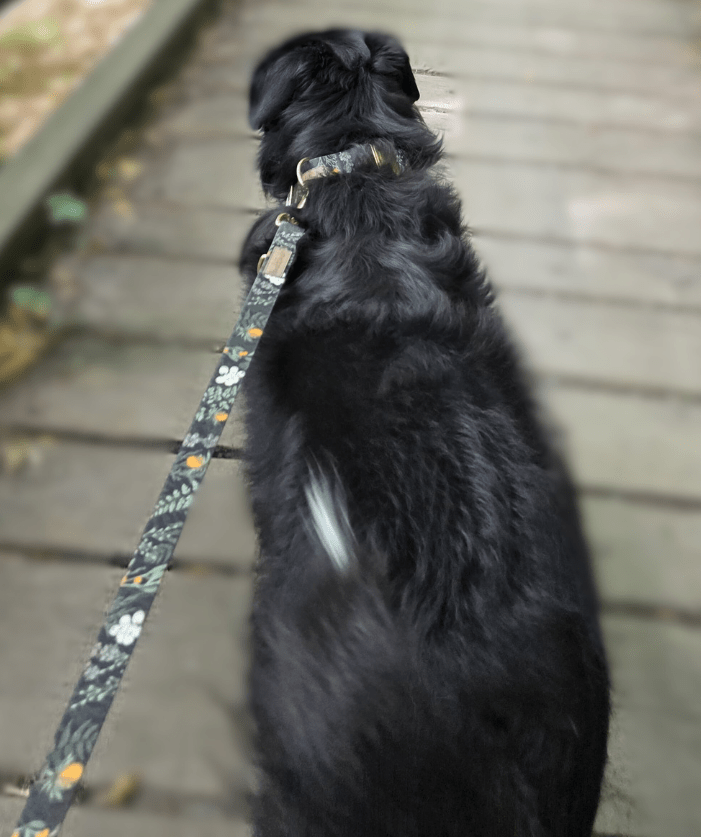 Forest Walkies Set – Nachhaltige Leine &amp; Halsband aus rPet &amp; Kaktusleder, handgemacht - Pfotenlieblinge