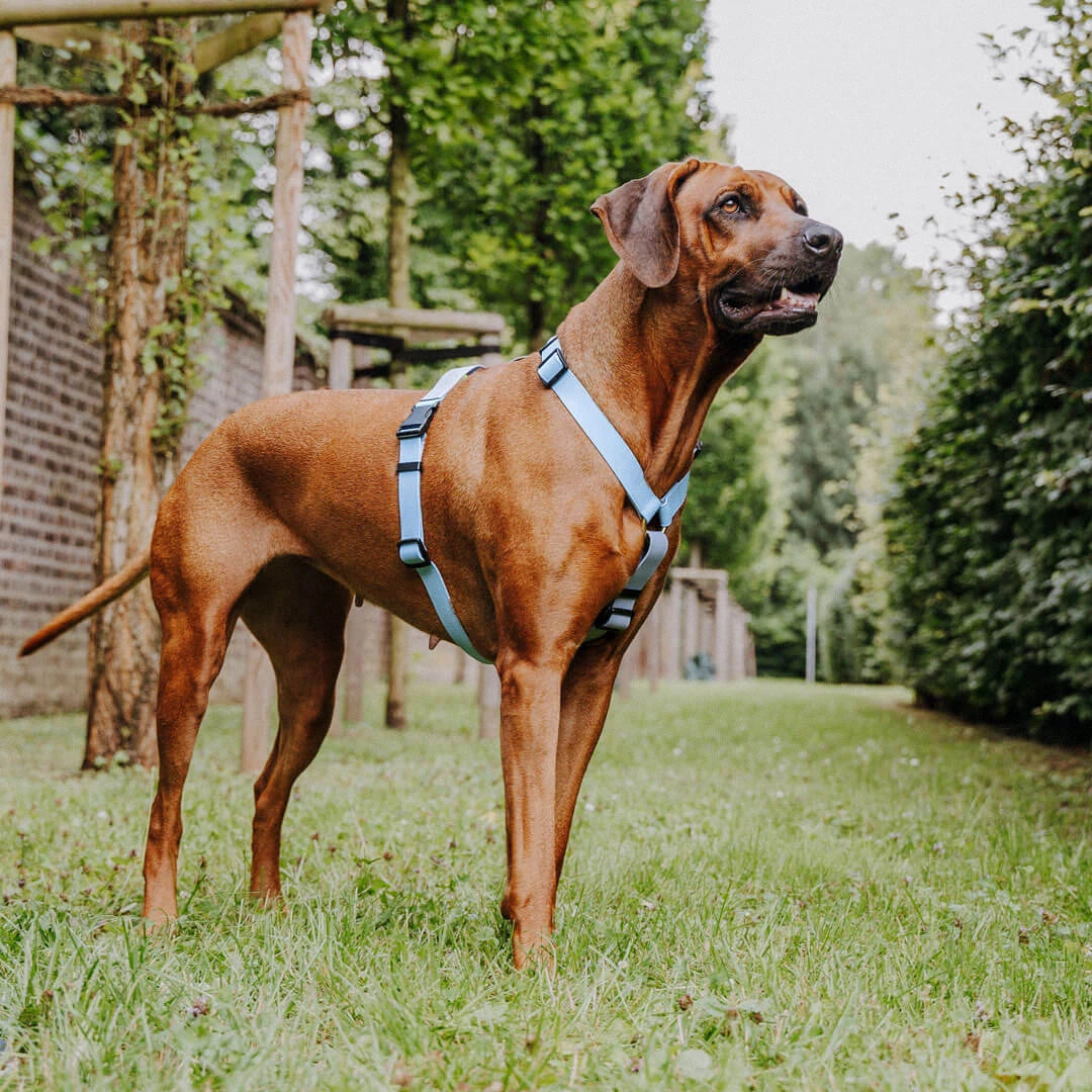 Outdoor FLEX Führgeschirr – 5-fach verstellbar mit Haltegriff (Taupe/Blau)
