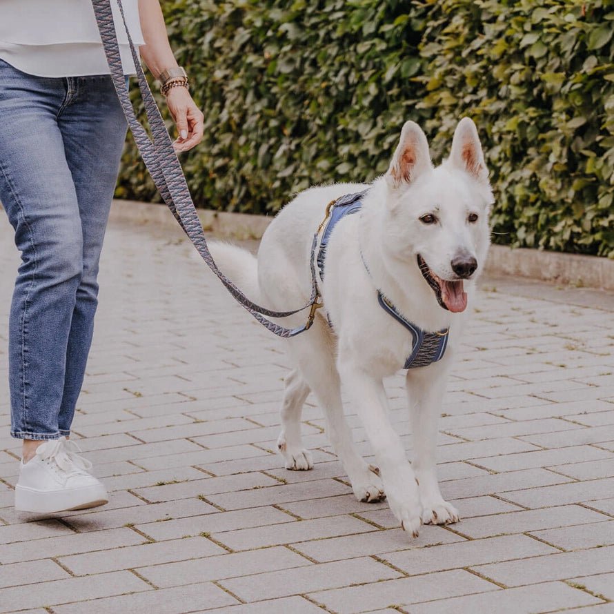 Führleine Blau/Grau – Verstellbar – Kollektion Très Chic - Pfotenlieblinge