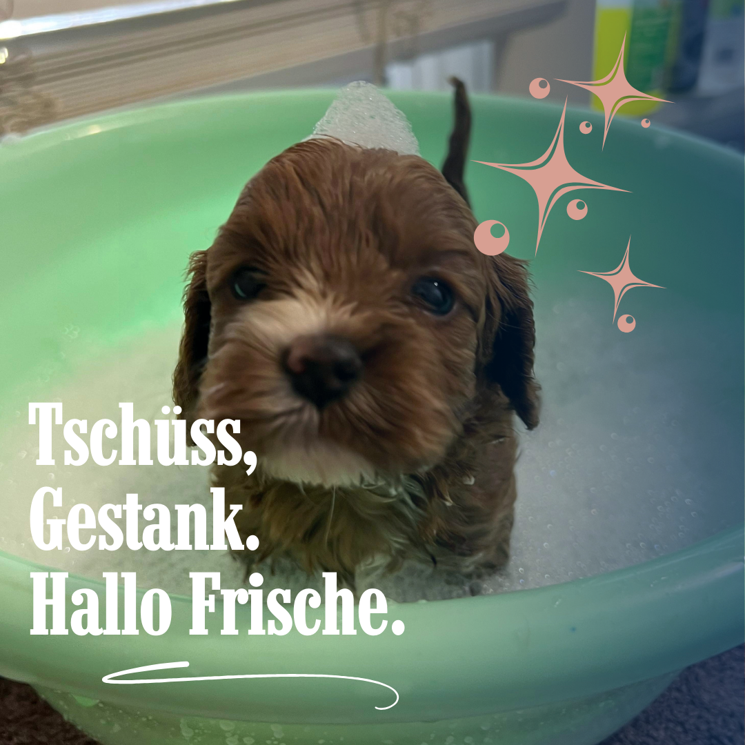 Hundeseife STARKES STÜCK Anti Stink
