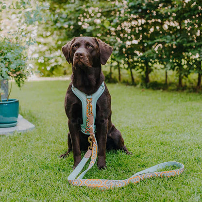Set Hundehalsband, Leine und Geschirr – Mint/Orange