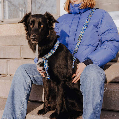 Set Hundehalsband, Leine und Geschirr - Mocca/Blau