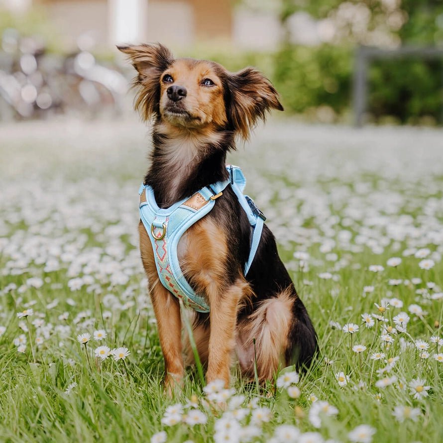Hundegeschirr – Coral/Hellblau – Kollektion Très Chic von Hey Lana - Pfotenlieblinge