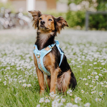 Hundegeschirr – Coral/Hellblau – Kollektion Très Chic von Hey Lana - Pfotenlieblinge