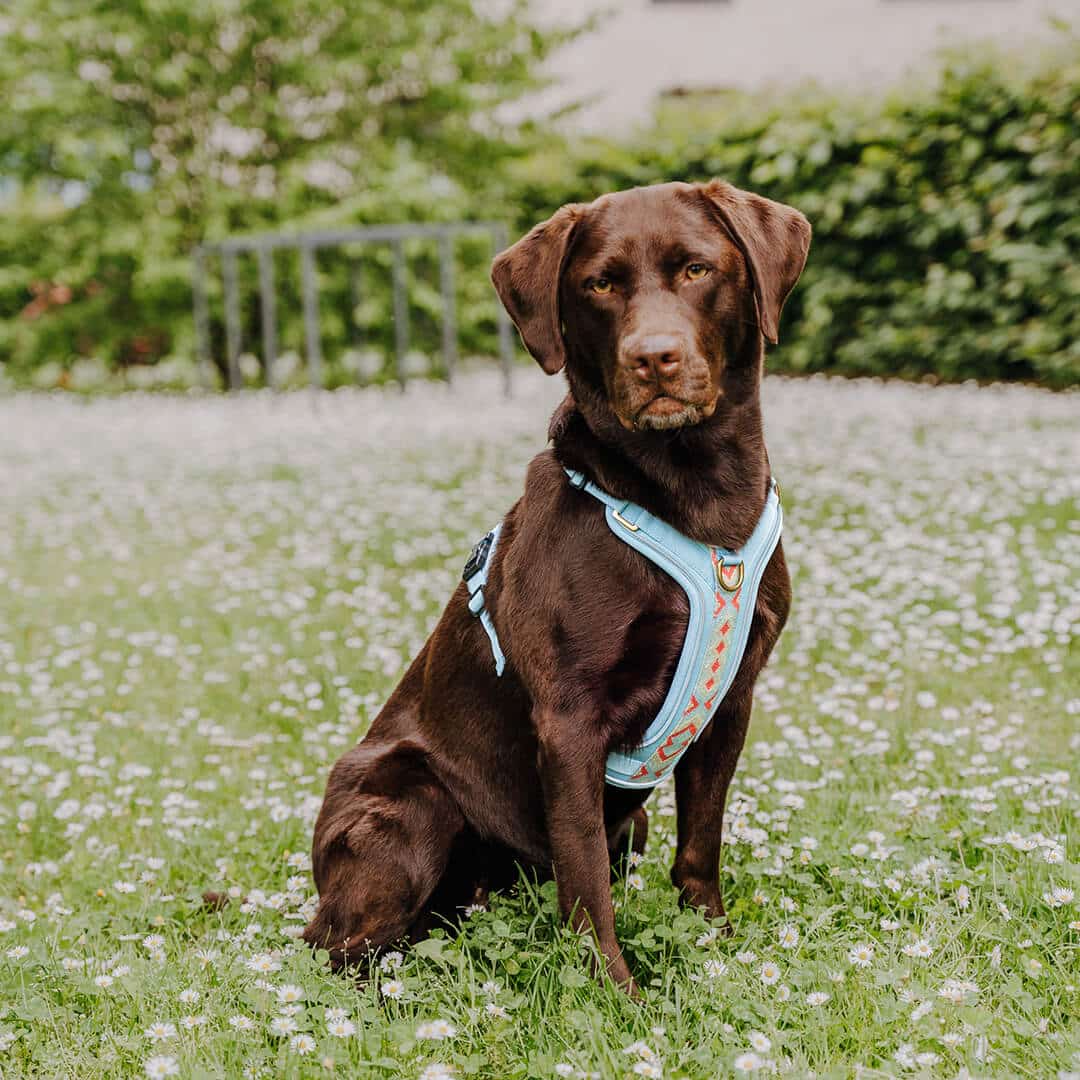 Set Hundehalsband, Leine und Geschirr - coral/blau
