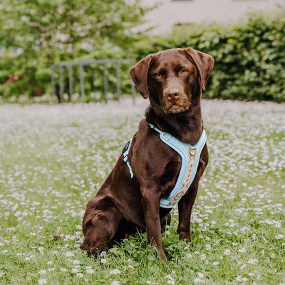 Set Hundehalsband, Leine und Geschirr - coral/blau