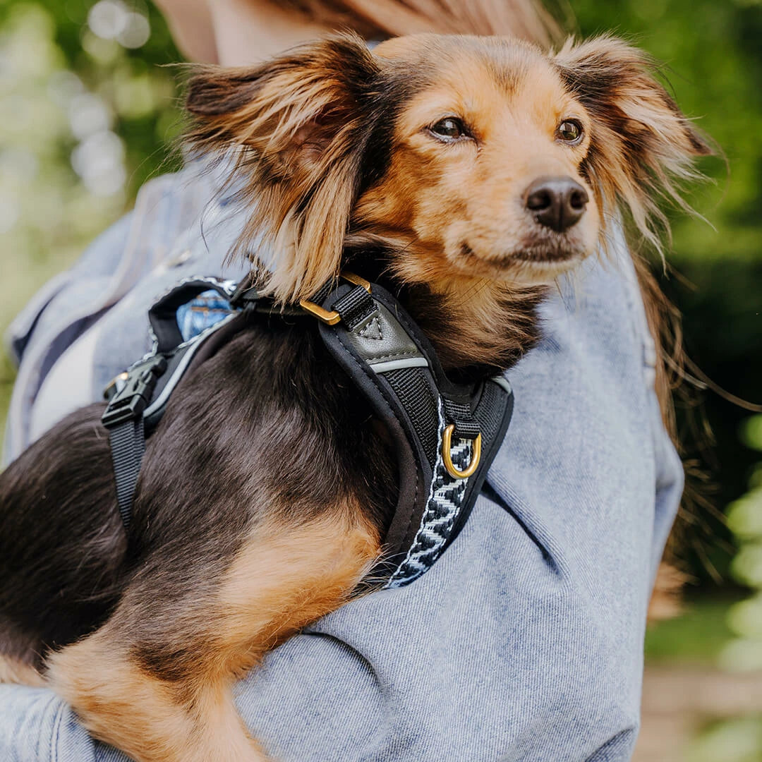 Stilvolles Hundegeschirr – Très Chic – Schwarz/Weiß von HeyLana