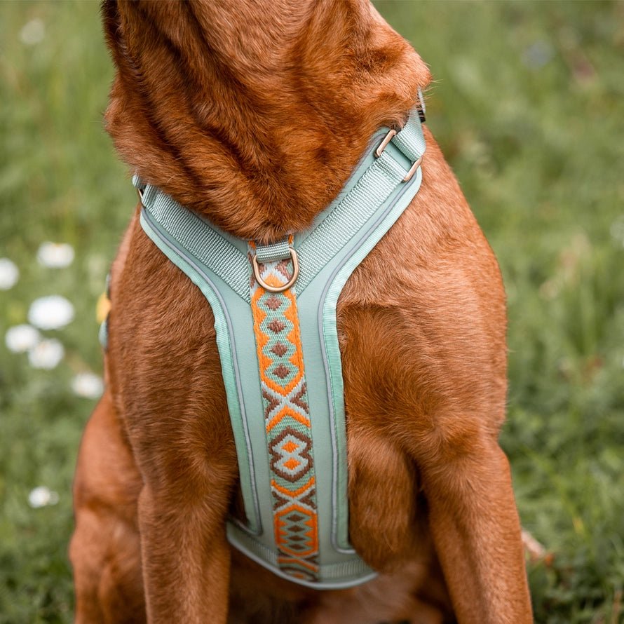 Hundegeschirr – Mint/Orange – Kollektion Très Chic von Hey Lana - Pfotenlieblinge