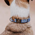 Hundehalsband Kunterbunt – Mocca/Blau - Pfotenlieblinge