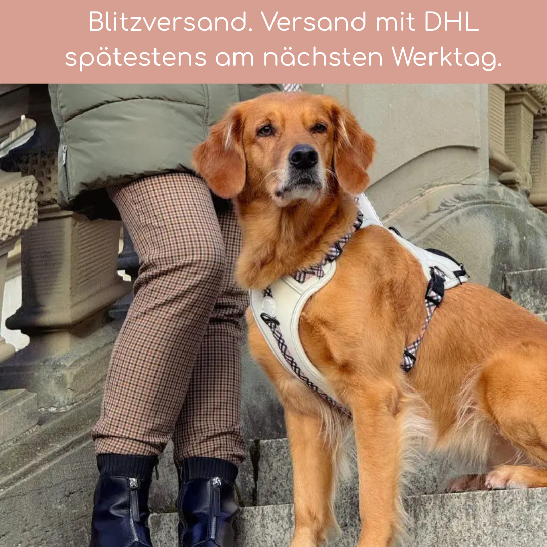 Leuchtendes Step-In Hundegeschirr