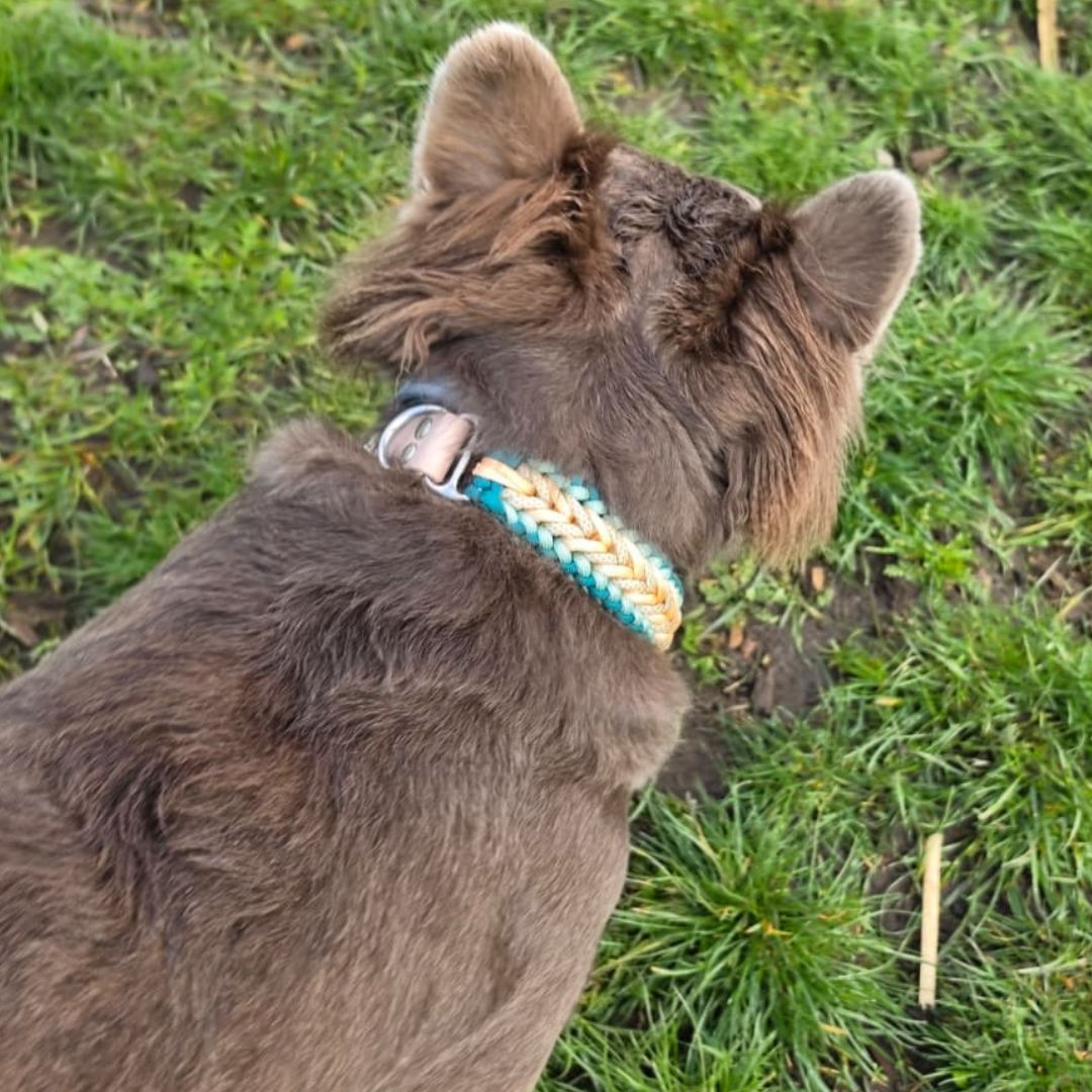 Handgemachtes Paracord-Hundehalsband "Seagrass"