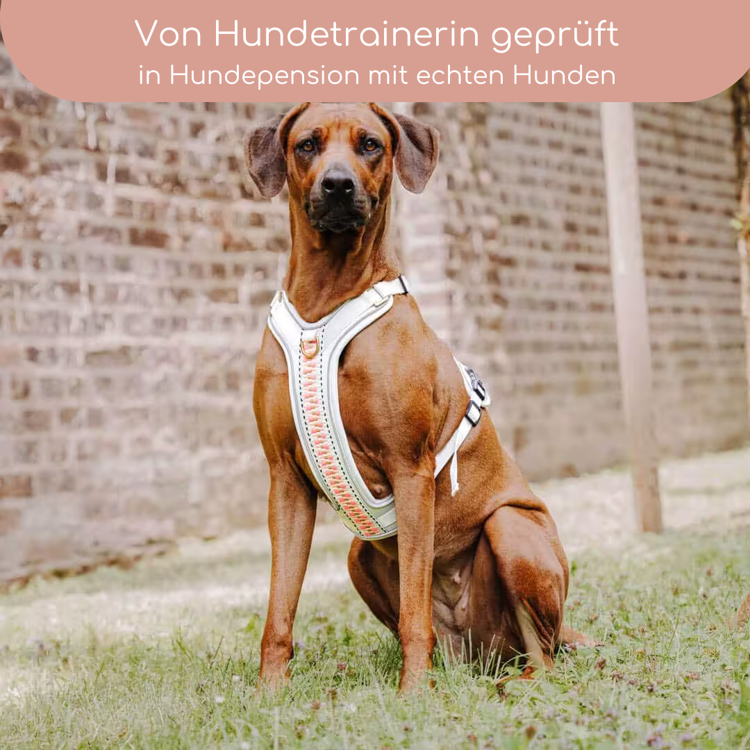 Hundegeschirr Pink/Beige – Verstellbar – Kollektion Très Chic