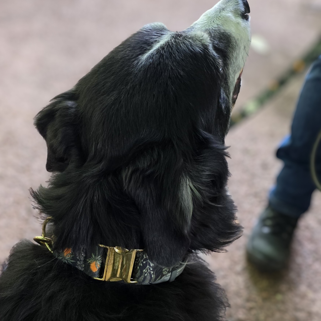 Forest Walkies Set – Nachhaltige Leine &amp; Halsband aus rPet &amp; Kaktusleder, handgemacht