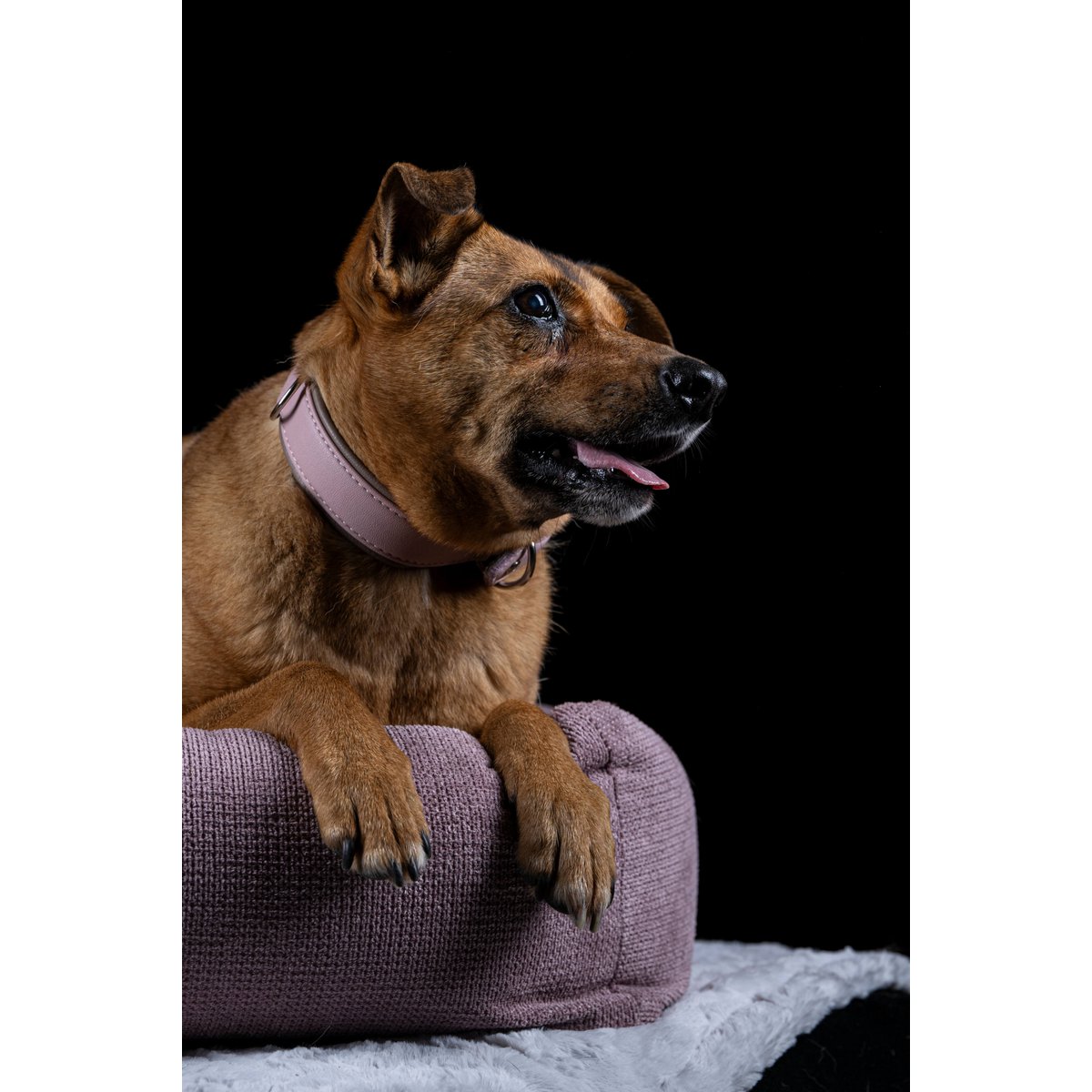 LABONI CLASSIC Hundebett TUDOR – Hochwertiges, pflegeleichtes Designer - Hundebett - Pfotenlieblinge