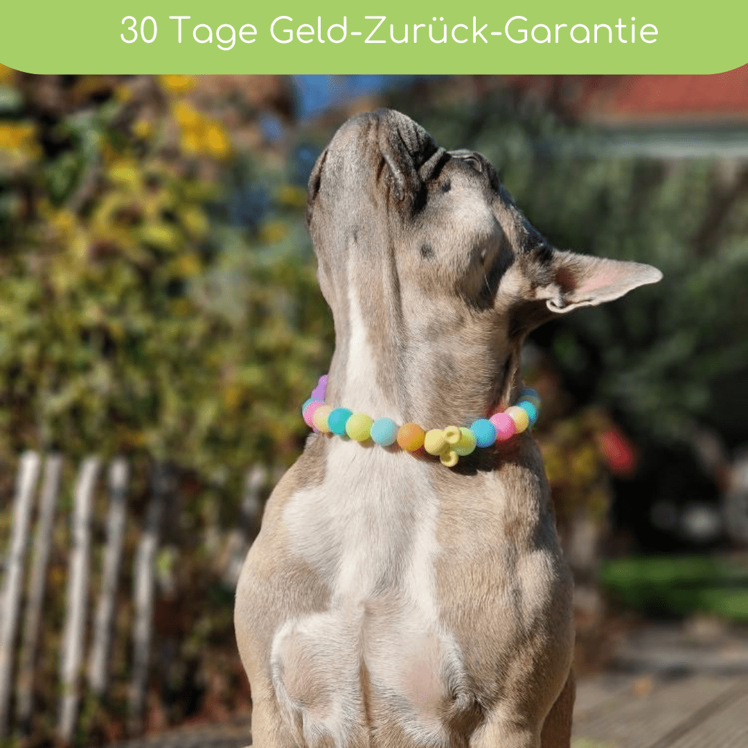 Leuchtkette „Princess“ für Hunde – handgefertigt &amp; ohne Strom - Pfotenlieblinge