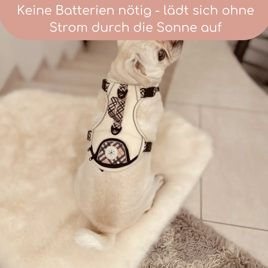 Leuchtendes Step-In Hundegeschirr