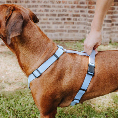 Outdoor FLEX Führgeschirr – 5 - fach verstellbar mit Haltegriff (Taupe/Blau) - Pfotenlieblinge