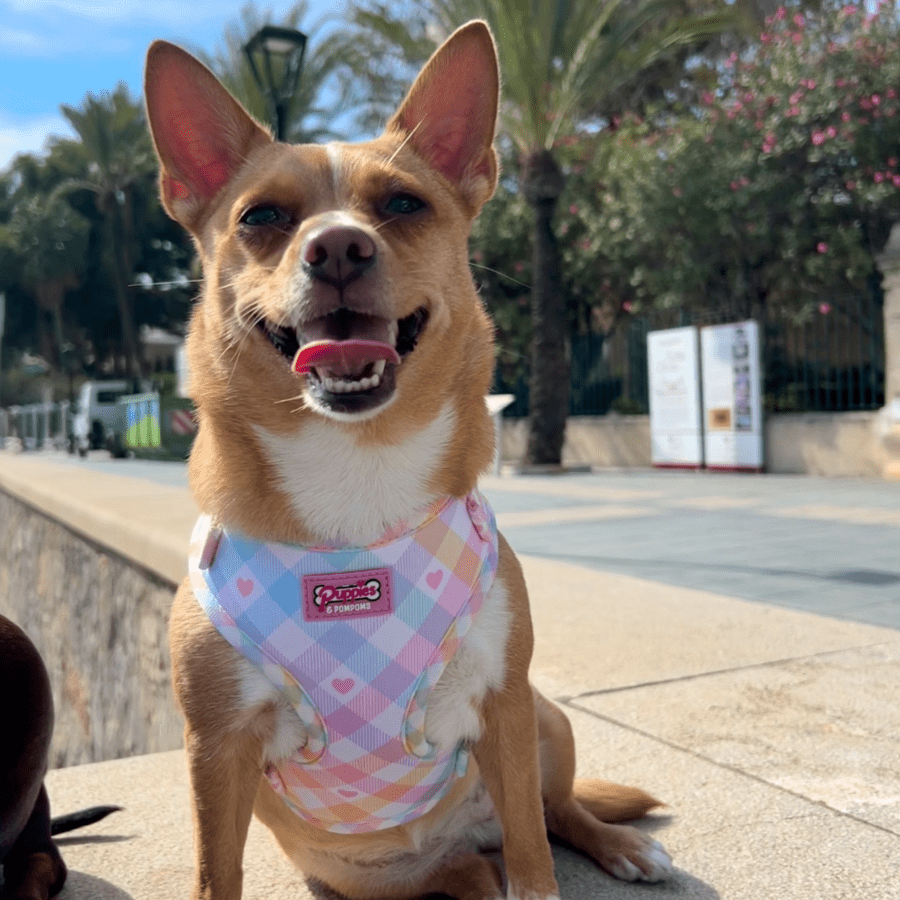 Pastel Vichy Hundegeschirr – verstellbar, weich &amp; atmungsaktiv - Pfotenlieblinge