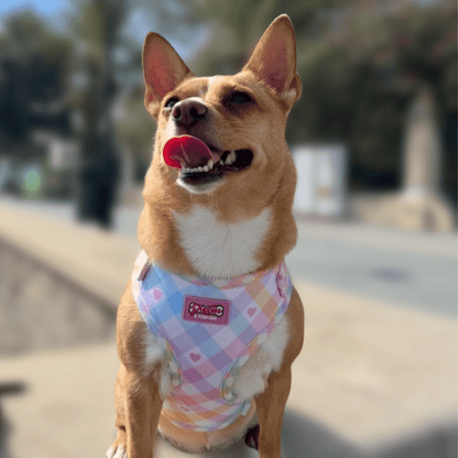 Pastel Vichy Hundegeschirr – verstellbar, weich &amp; atmungsaktiv - Pfotenlieblinge