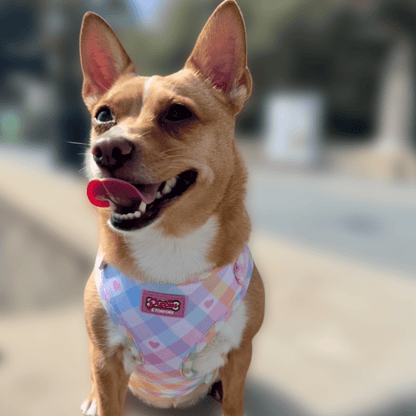 Pastel Vichy Hundegeschirr – verstellbar, weich &amp; atmungsaktiv - Pfotenlieblinge