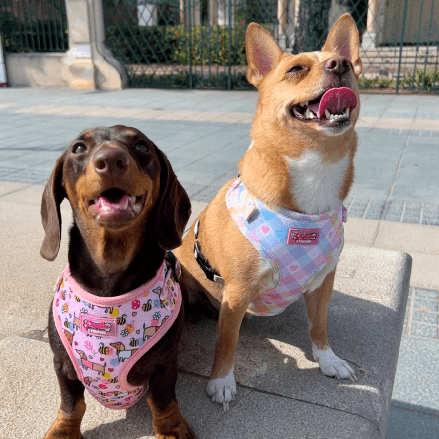 Pastel Vichy Hundegeschirr – verstellbar, weich &amp; atmungsaktiv - Pfotenlieblinge