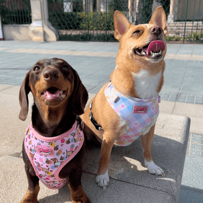 Pastel Vichy Hundegeschirr – verstellbar, weich &amp; atmungsaktiv - Pfotenlieblinge