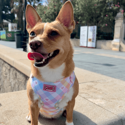 Pastel Vichy Hundegeschirr – verstellbar, weich &amp; atmungsaktiv - Pfotenlieblinge