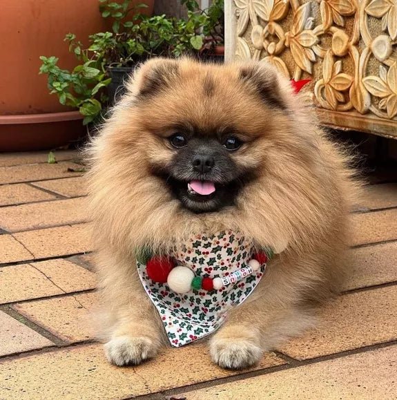 Pompon - Halsband „Christmas Edition“ – handgefertigt &amp; festlich - Pfotenlieblinge