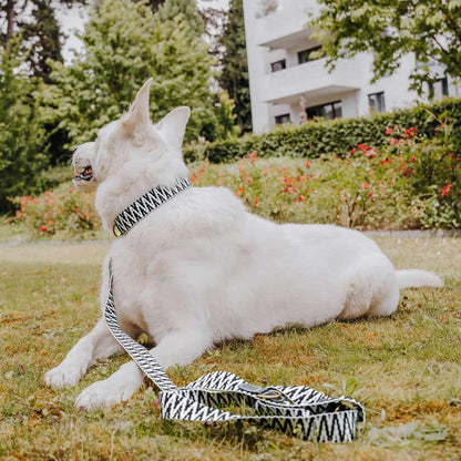 Hundehalsband – Schwarz/Weiß – Très Chic Kollektion von HeyLana - Pfotenlieblinge