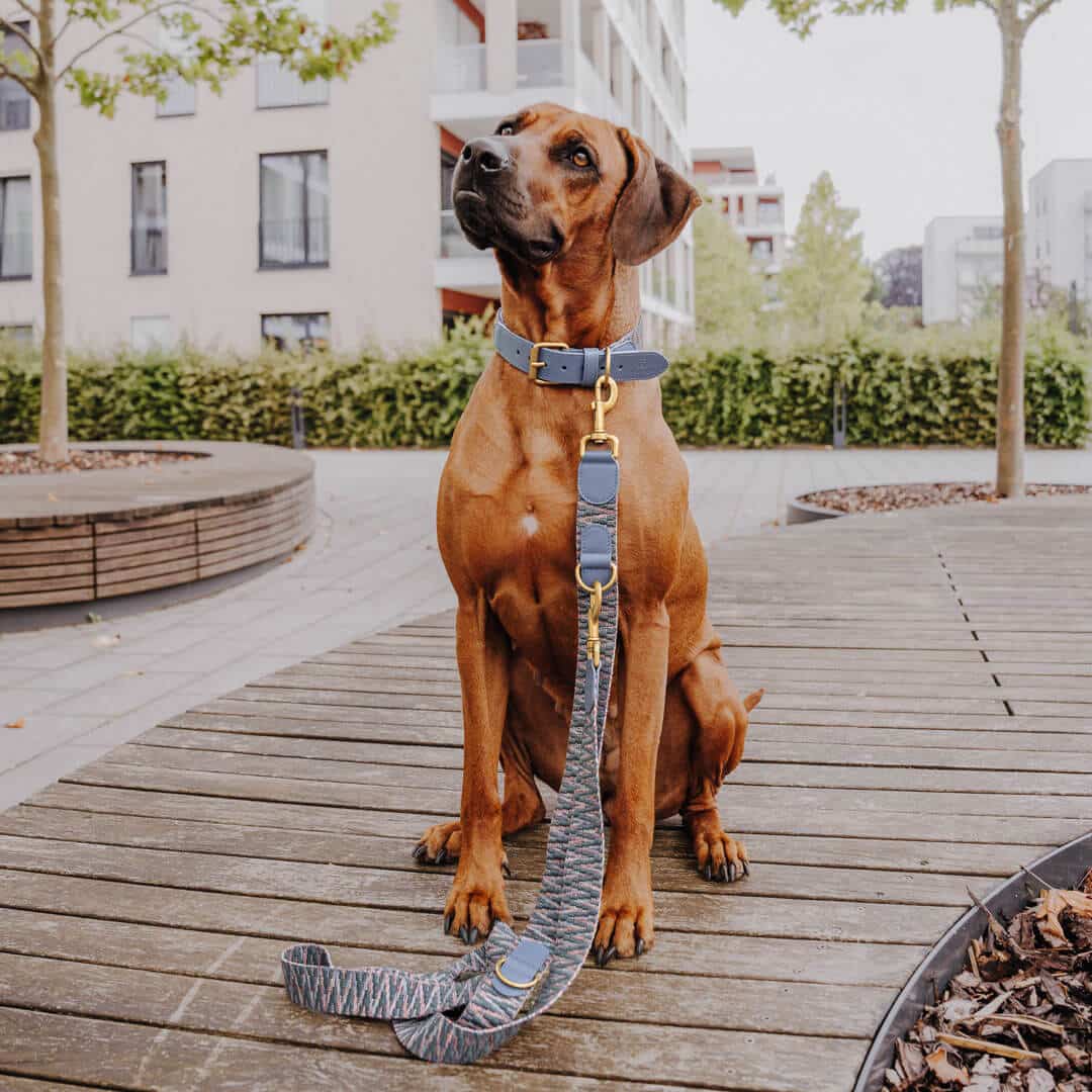 Sparset: Halsband &amp; Leine in Blau/Grau