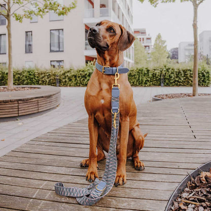 Sparset: Halsband &amp; Leine in Blau/Grau
