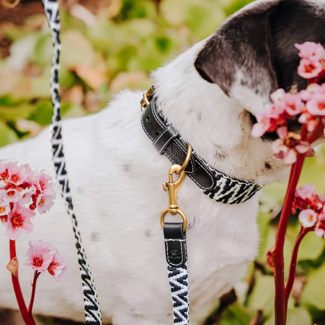 Hundehalsband – Schwarz/Weiß – Très Chic Kollektion von HeyLana - Pfotenlieblinge