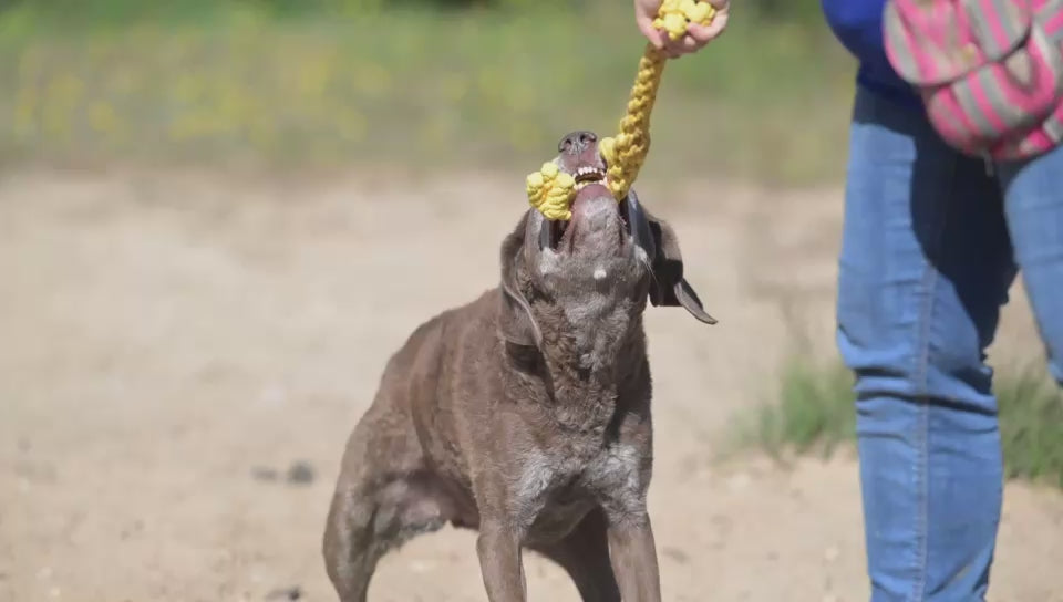 Greta Giraffe – Handgemachtes Hundespielzeug aus Baumwolle