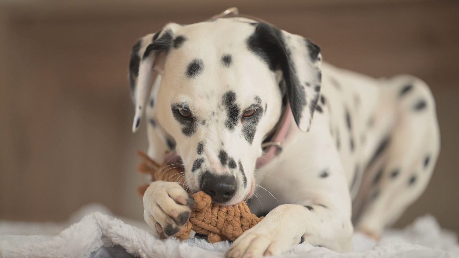 Eddie Eichhorn – Zahnpflegendes Hundespielzeug