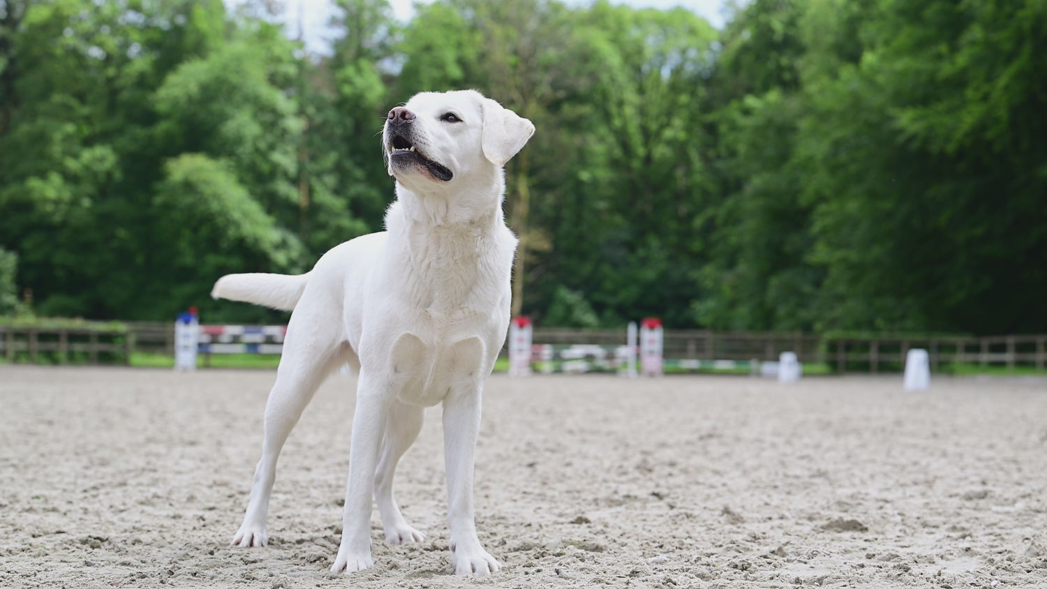 Elton Elefant Hundespielzeug – robust &amp; zahnpflegend