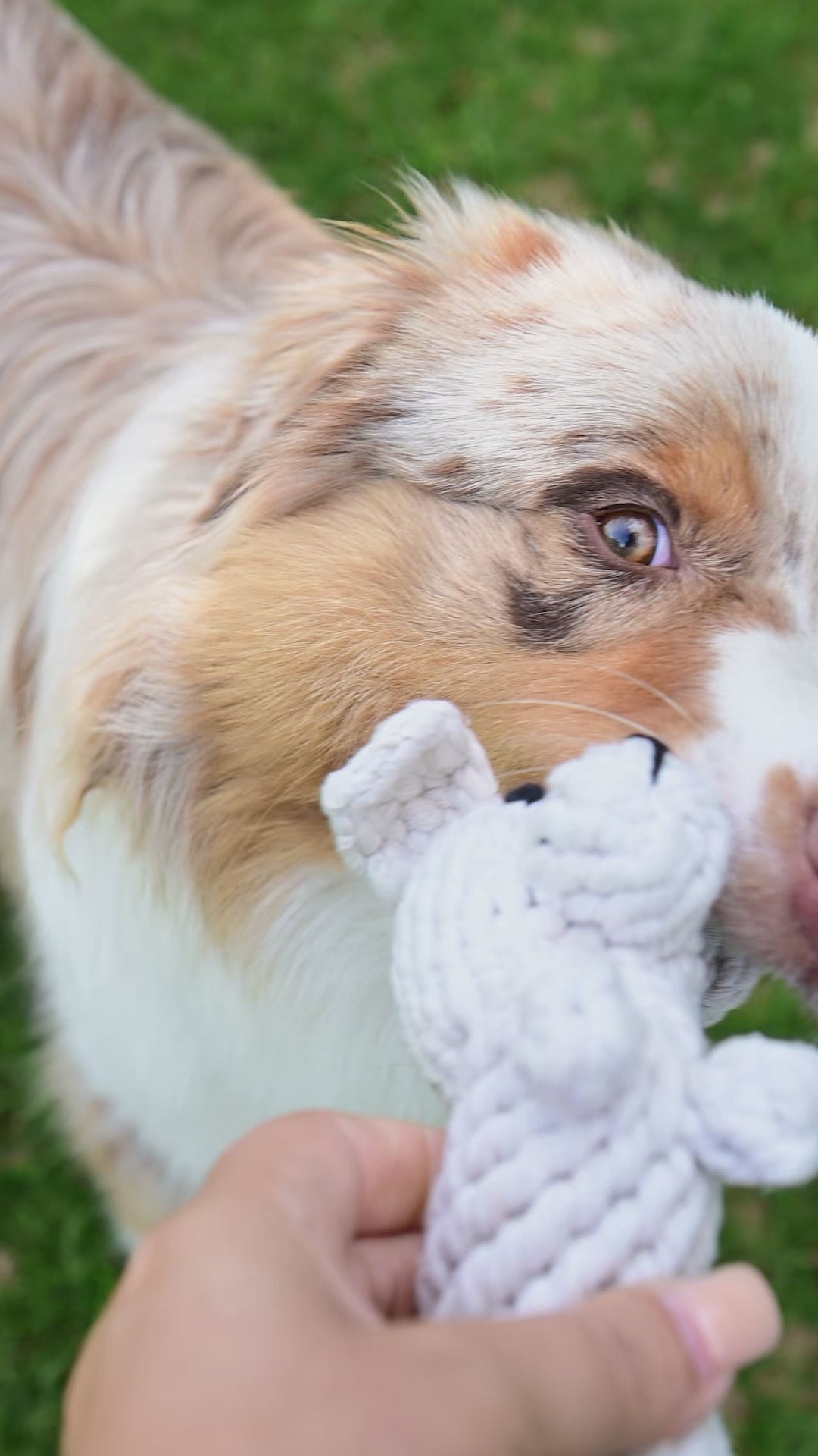 Tapsi – Handgefertigtes Hundespielzeug aus Baumwolltau