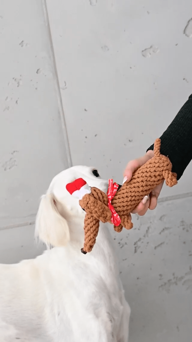 Santa Sausage – der Weihnachtsdackel - LIMITIERT - Pfotenlieblinge