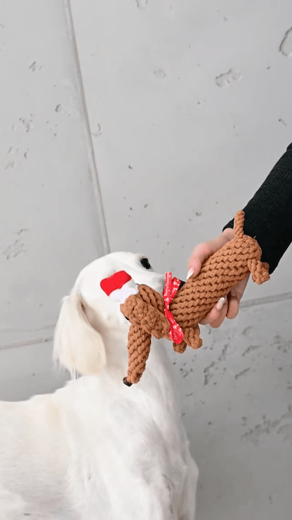 Santa Sausage – der Weihnachtsdackel - LIMITIERT - Pfotenlieblinge