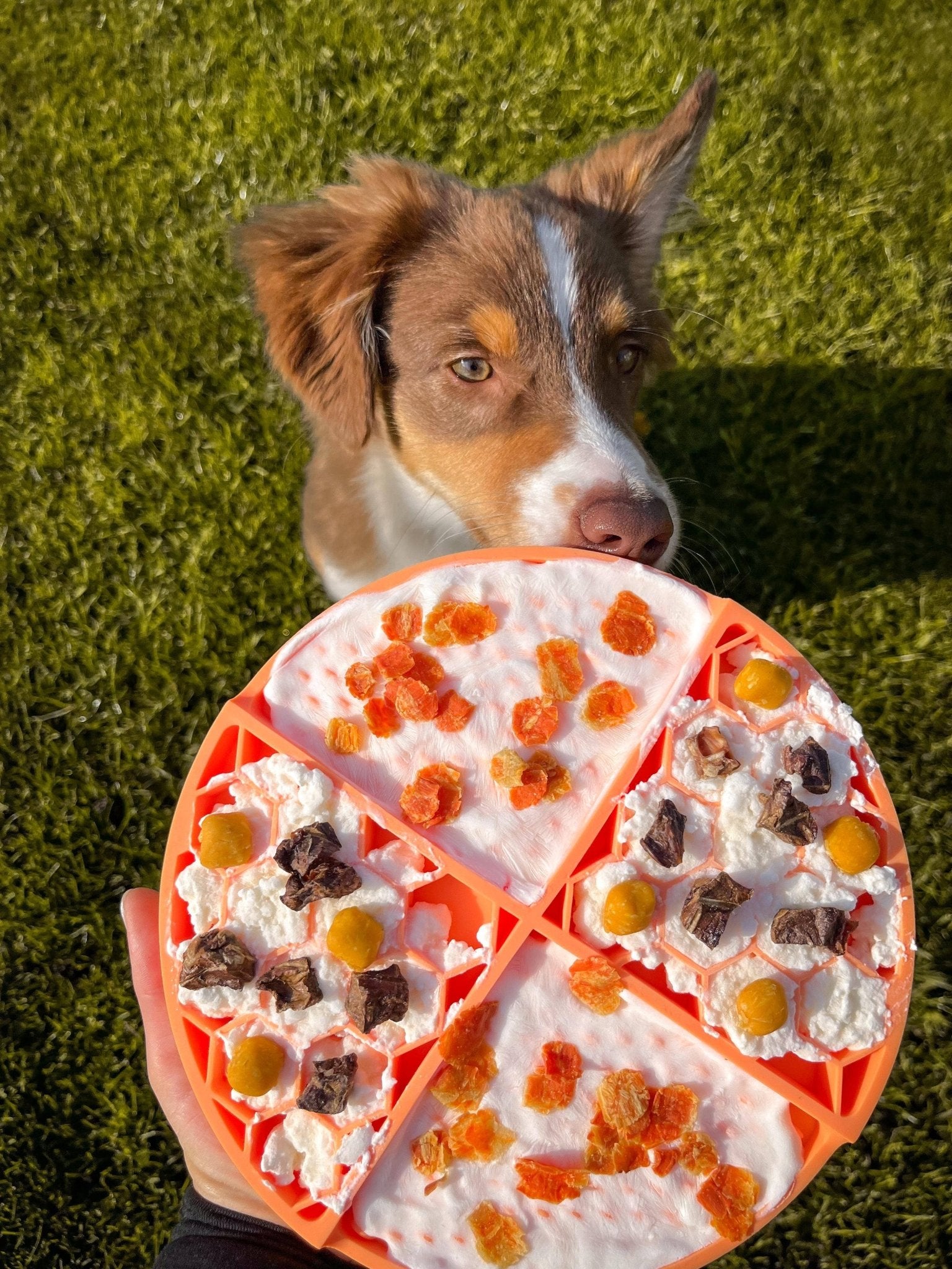 Schleckmatte Honey Hund, Slow Feeder, Futterstation - Pfotenlieblinge