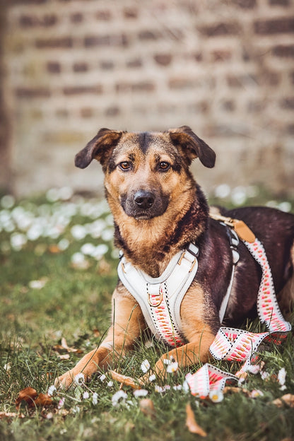 Hundegeschirr Pink/Beige – Verstellbar – Kollektion Très Chic