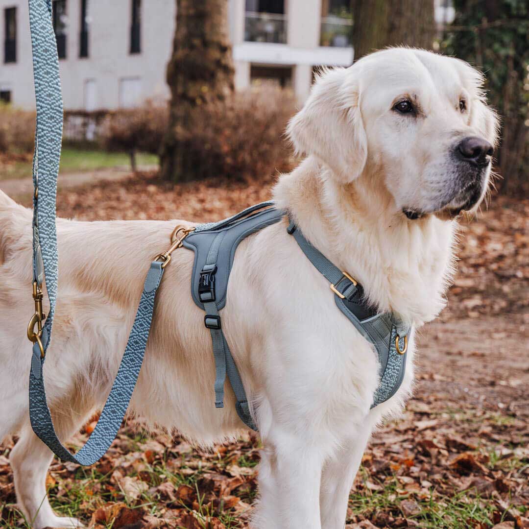 Set Hundehalsband, Leine und Geschirr – Anthrazit/Eisblau - Pfotenlieblinge