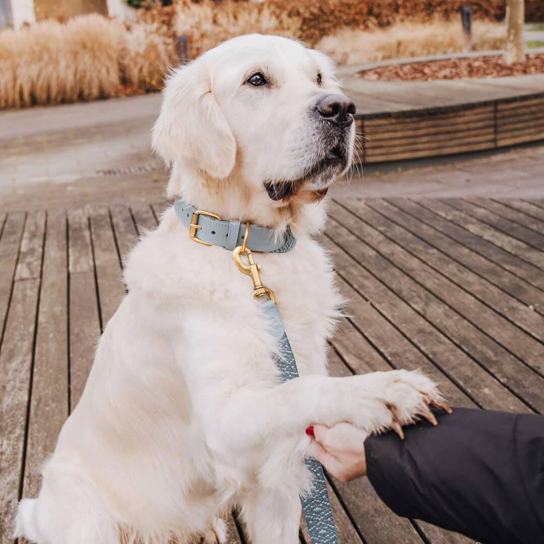 Set Hundehalsband, Leine und Geschirr – Anthrazit/Eisblau - Pfotenlieblinge