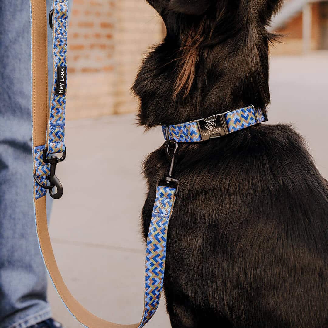 Set Hundehalsband, Leine und Geschirr - Mocca/Blau - Pfotenlieblinge