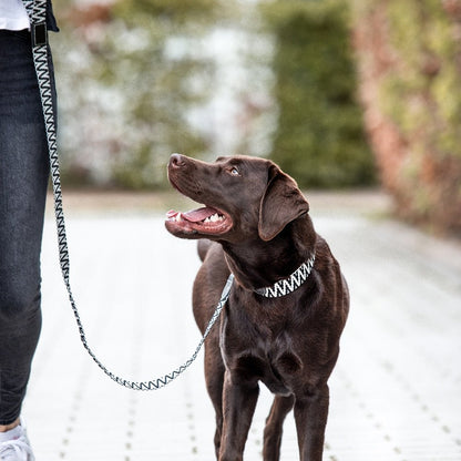 Set Hundehalsband, Leine und Geschirr - Schwarz/Weiß - Pfotenlieblinge